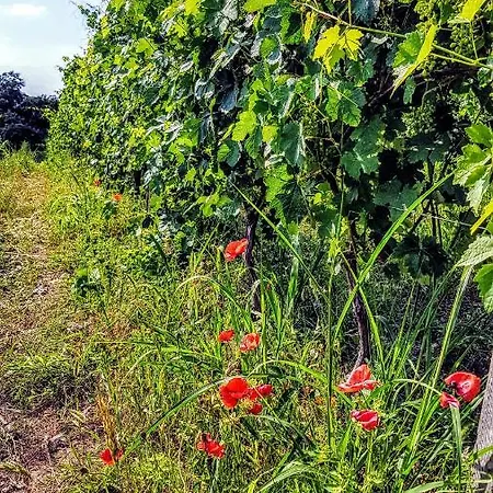 Holiday home Casetta Delle Vele *